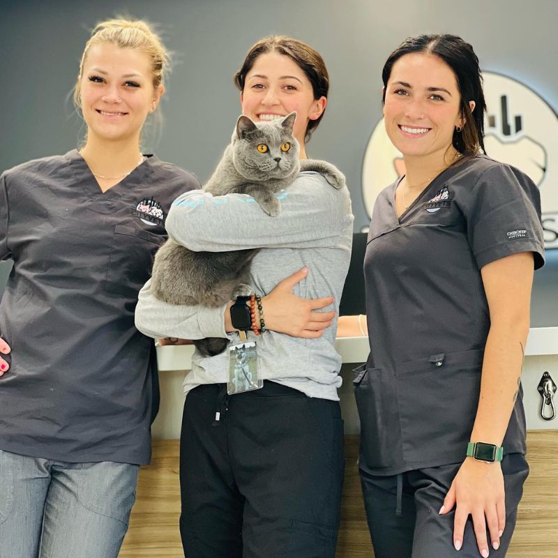Veterinarian In Minneapolis MN 55416 Cityscape Vets On Excelsior