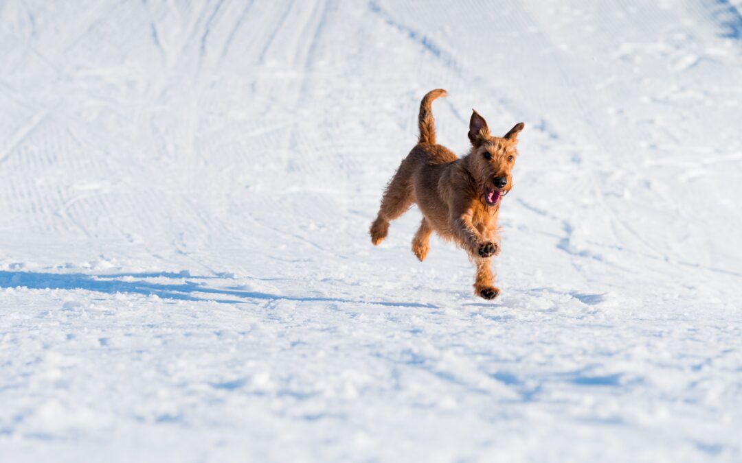 Winter Watch: How to Keep Your Pet Warm and Cozy in Chilly Weather